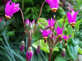 Boží květ zahradní 'Red Wing' - Dodecatheon meadia 'Red Wing'