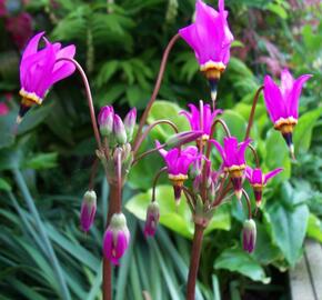 Boží květ zahradní 'Red Wing' - Dodecatheon meadia 'Red Wing'