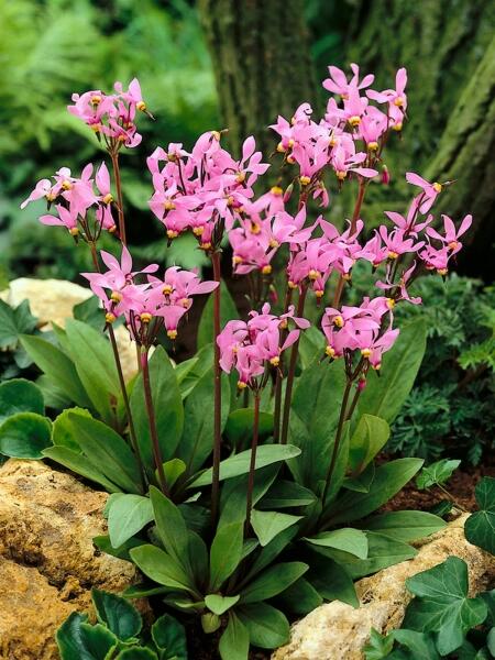 Boží květ zahradní 'Red Wing' - Dodecatheon meadia 'Red Wing'