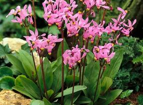 Boží květ zahradní 'Red Wing' - Dodecatheon meadia 'Red Wing'