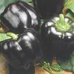 Paprika velkoplodá 'Mavras' F1 - Capsicum annuum 'Mavras' F1