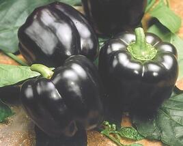 Paprika velkoplodá 'Mavras' F1