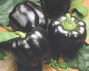 Paprika velkoplodá 'Mavras' F1