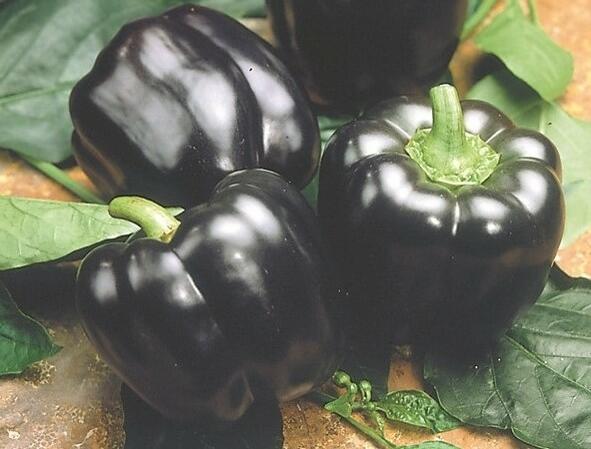 Paprika velkoplodá 'Mavras' F1 - Capsicum annuum 'Mavras' F1