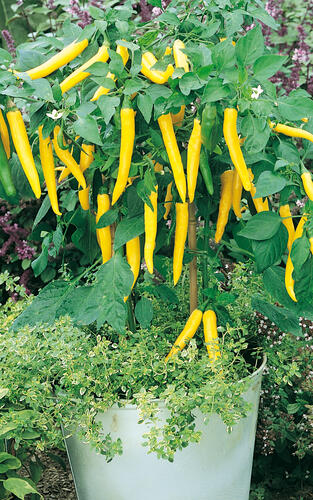 Paprika květináčová 'Starflame' F1 - Capsicum annuum 'Starflame' F1