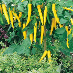Paprika květináčová 'Starflame' F1 - Capsicum annuum 'Starflame' F1