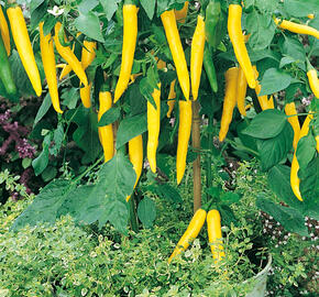 Paprika květináčová 'Starflame' F1 - Capsicum annuum 'Starflame' F1