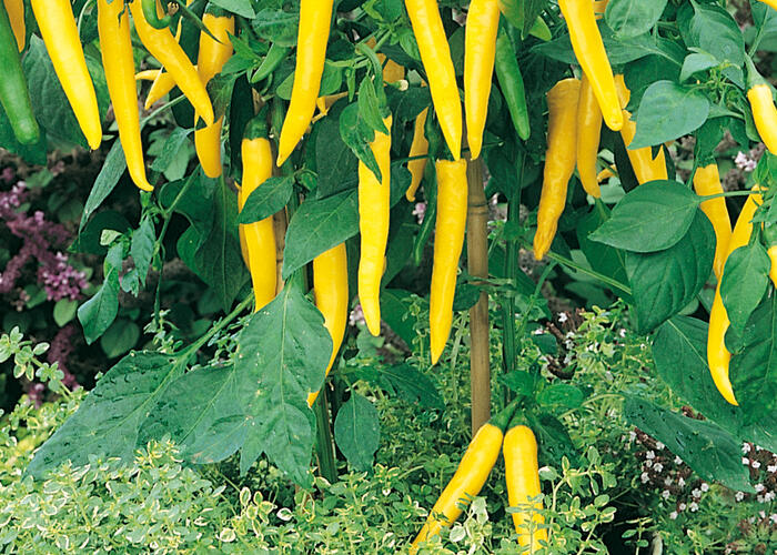 Paprika květináčová 'Starflame' F1 - Capsicum annuum 'Starflame' F1
