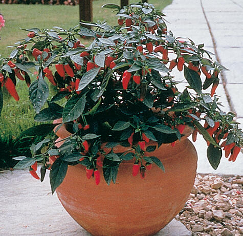 Paprika květináčová 'Apache' F1 - Capsicum annuum 'Apache' F1