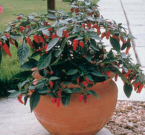 Paprika květináčová 'Apache' F1 - Capsicum annuum 'Apache' F1