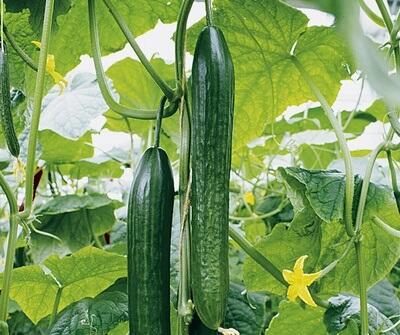 Okurka salátová - hadovka 'Dominica' F1 - Cucumis sativus 'Dominica' F1