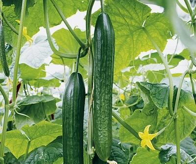 Okurka salátová hadovka 'Dominica' F1 - Cucumis sativus 'Dominica' F1