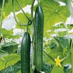 Okurka salátová - hadovka 'Dominica' F1 - Cucumis sativus 'Dominica' F1