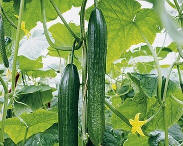 Okurka salátová hadovka 'Dominica' F1