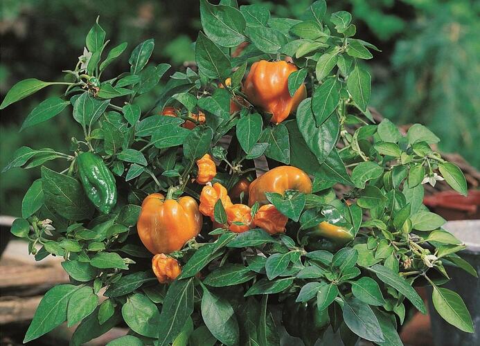 Paprika květináčová 'Mohawk' F1 - Capsicum annuum 'Mohawk' F1