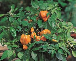 Paprika květináčová 'Mohawk' F1