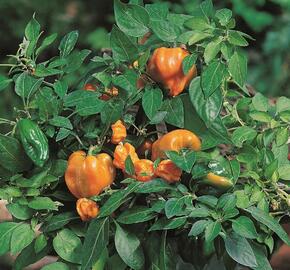 Paprika květináčová 'Mohawk' F1 - Capsicum annuum 'Mohawk' F1