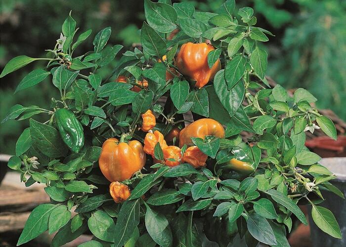 Paprika květináčová 'Mohawk' F1 - Capsicum annuum 'Mohawk' F1