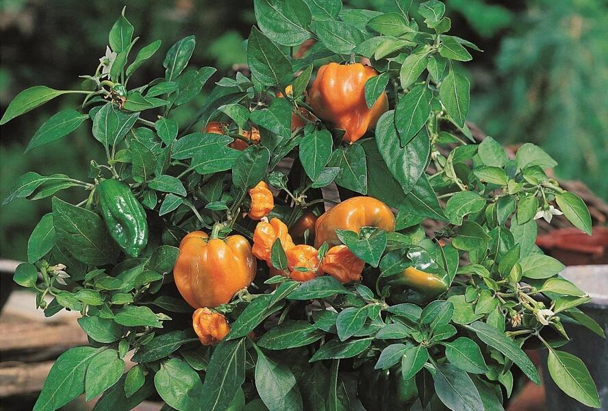 Paprika květináčová 'Mohawk' F1 - Capsicum annuum 'Mohawk' F1