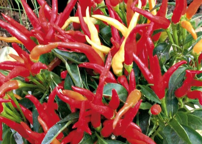 Paprika květináčová 'Merida' F1 - Capsicum annuum 'Merida' F1