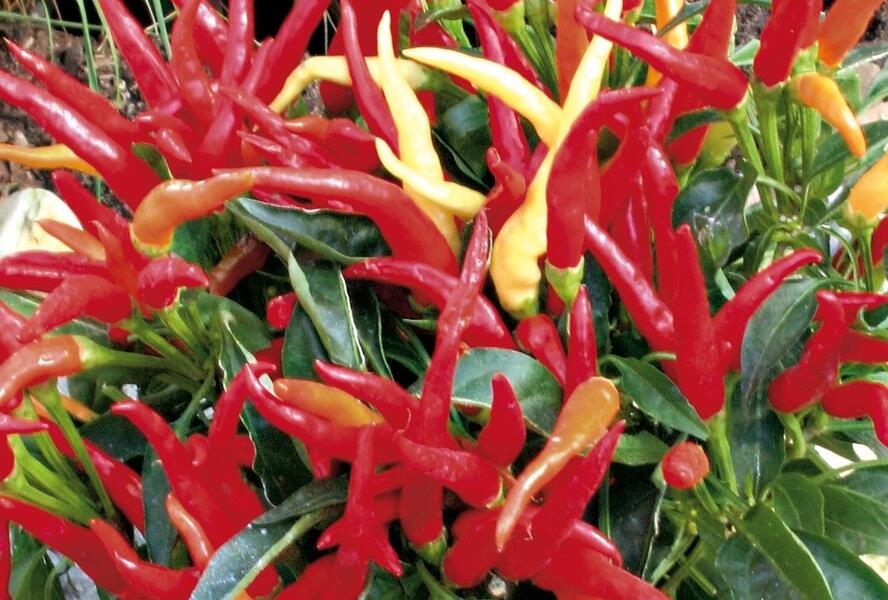 Paprika květináčová 'Merida' F1 - Capsicum annuum 'Merida' F1