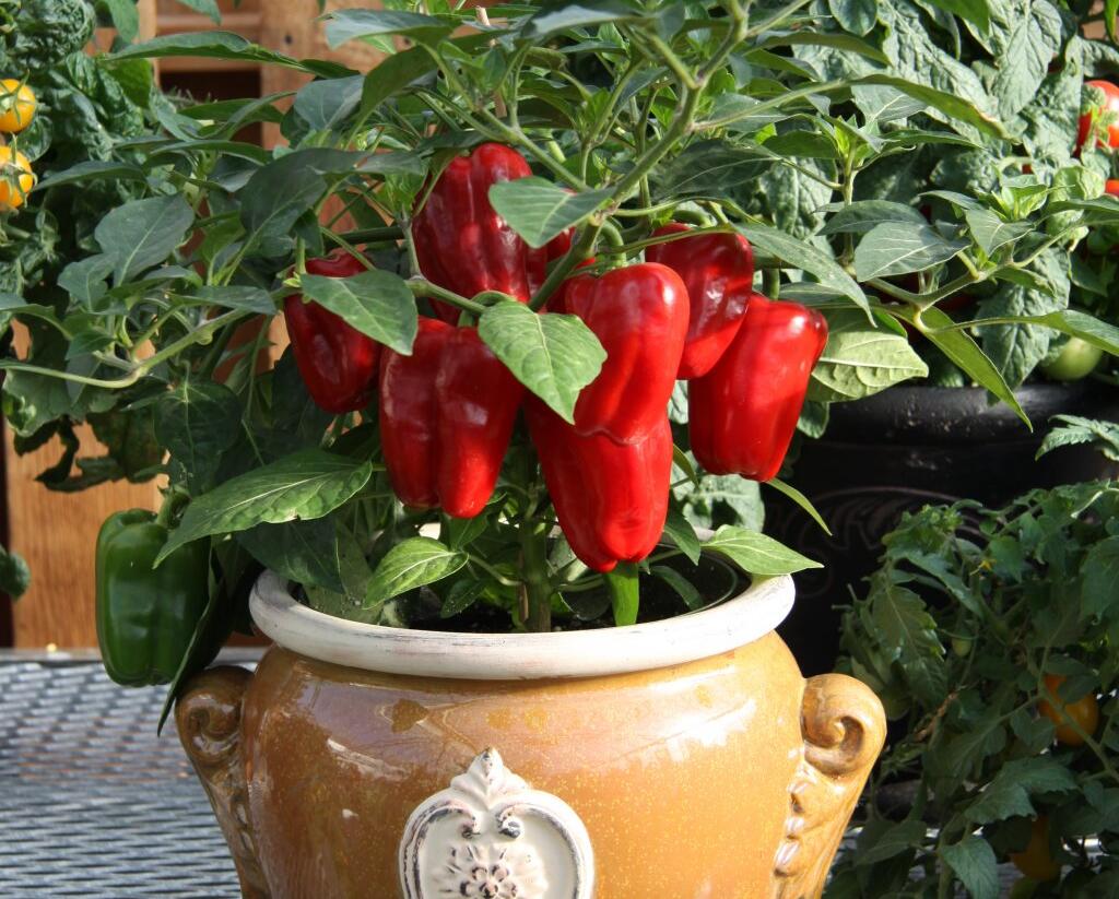 Paprika květináčová 'Redskin' F1 - Capsicum annuum 'Redskin' F1