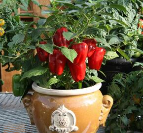Paprika květináčová 'Redskin' F1 - Capsicum annuum 'Redskin' F1