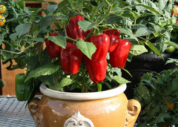 Paprika květináčová 'Redskin' F1 - Capsicum annuum 'Redskin' F1