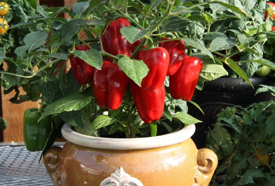 Paprika květináčová 'Redskin' F1 - Capsicum annuum 'Redskin' F1