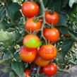 Rajče velkoplodé 'Grappelina' F1 - Lycopersicon esculentum 'Grappelina' F1