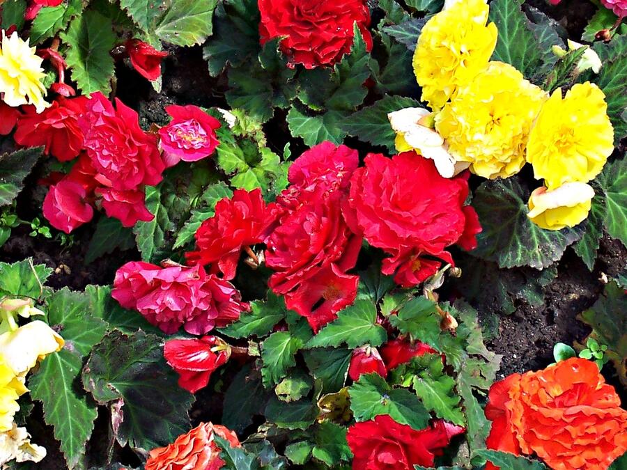 Begónie hlíznatá 'Mix' - Begonia tuberhybrida 'Mix'