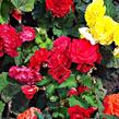 Begónie hlíznatá 'Mix' - Begonia tuberhybrida 'Mix'