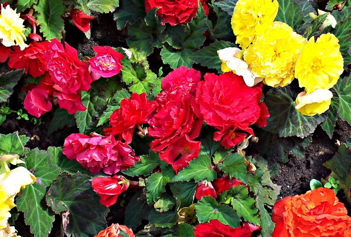 Begónie hlíznatá 'Mix' - Begonia tuberhybrida 'Mix'