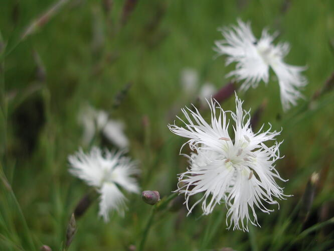 Hvozdík péřitý 'Albus Plenus' - Dianthus plumarius 'Albus Plenus'