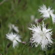 Hvozdík péřitý 'Albus Plenus' - Dianthus plumarius 'Albus Plenus'