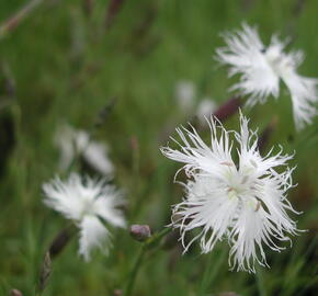 Hvozdík péřitý 'Albus Plenus' - Dianthus plumarius 'Albus Plenus'