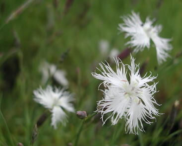 Hvozdík péřitý 'Albus Plenus'