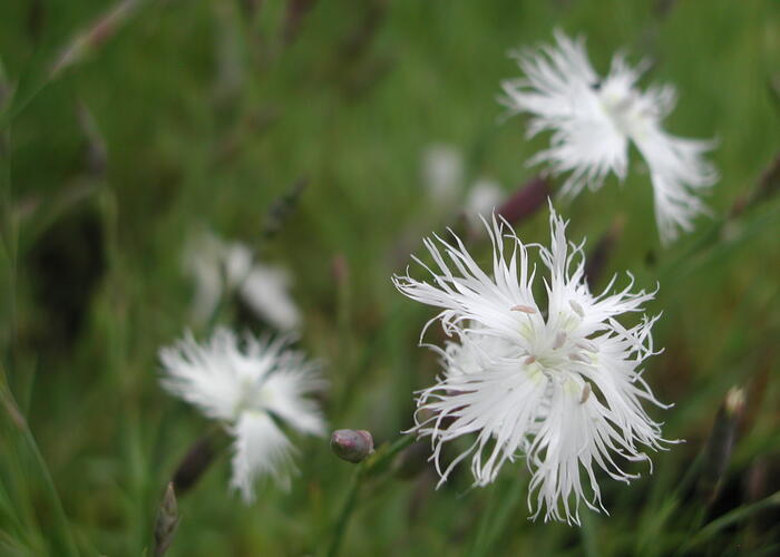 Hvozdík péřitý 'Albus Plenus' - Dianthus plumarius 'Albus Plenus'