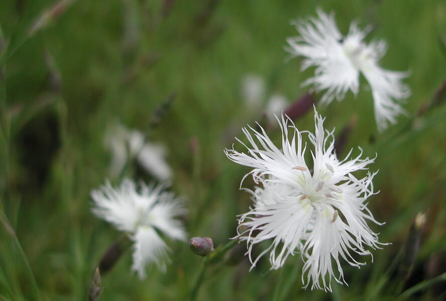 Hvozdík péřitý 'Albus Plenus' - Dianthus plumarius 'Albus Plenus'