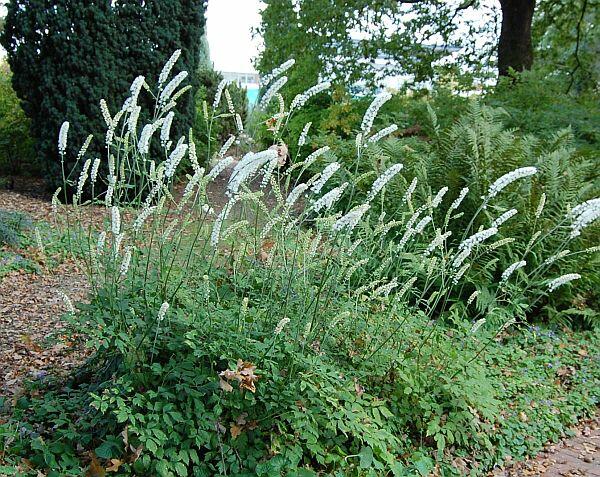 Ploštičník hroznatý 'White Pearl' - Cimicifuga ramosa 'White Pearl'