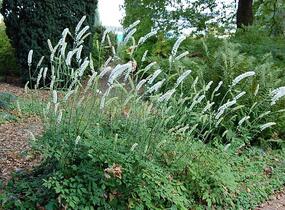 Ploštičník hroznatý 'White Pearl' - Cimicifuga ramosa 'White Pearl'