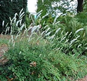 Ploštičník hroznatý 'White Pearl' - Cimicifuga ramosa 'White Pearl'