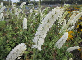 Ploštičník hroznatý 'White Pearl' - Cimicifuga ramosa 'White Pearl'