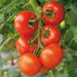 Rajče velkoplodé - červené, roubované - Lycopersicon esculentum 'Philona' F1