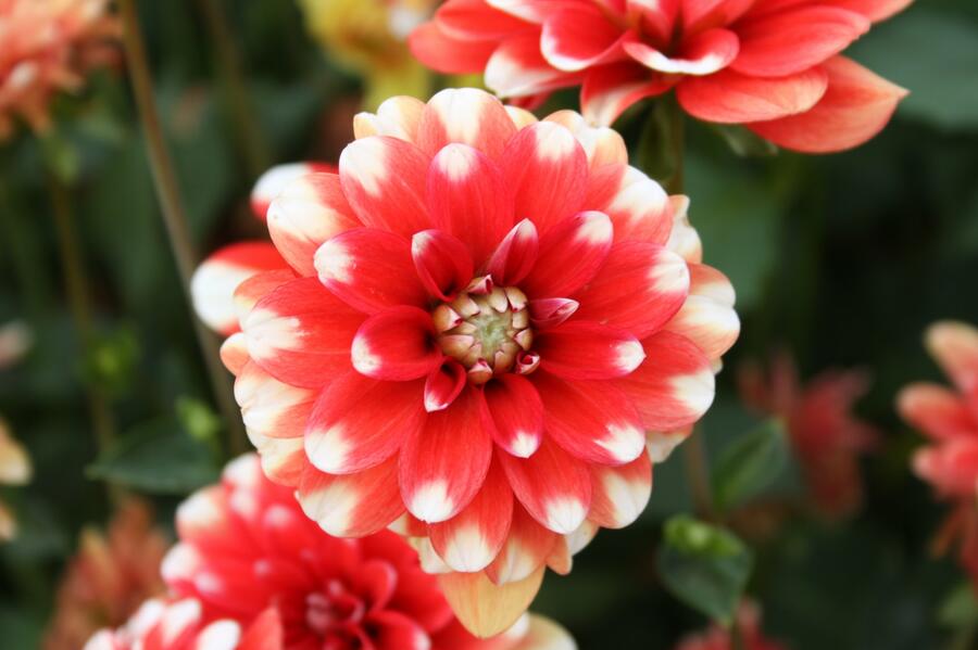 Jiřina 'Pompon Red White' - Dahlia 'Pompon Red White'