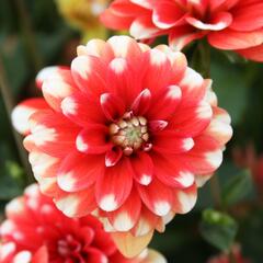 Jiřina 'Pompon Red White' - Dahlia 'Pompon Red White'