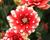 Jiřina 'Pompon Red White'