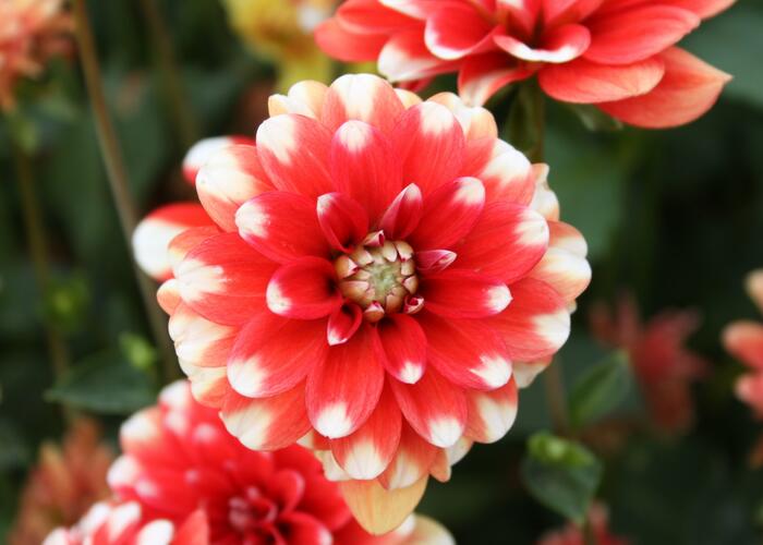 Jiřina 'Pompon Red White' - Dahlia 'Pompon Red White'