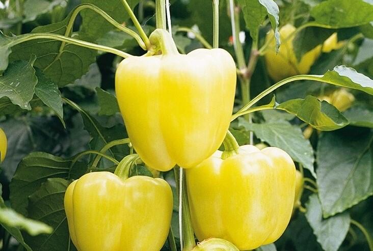 Paprika velkoplodá 'Belladona' F1 - Capsicum annuum 'Belladona' F1