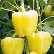 Paprika velkoplodá 'Belladona' F1 - Capsicum annuum 'Belladona' F1